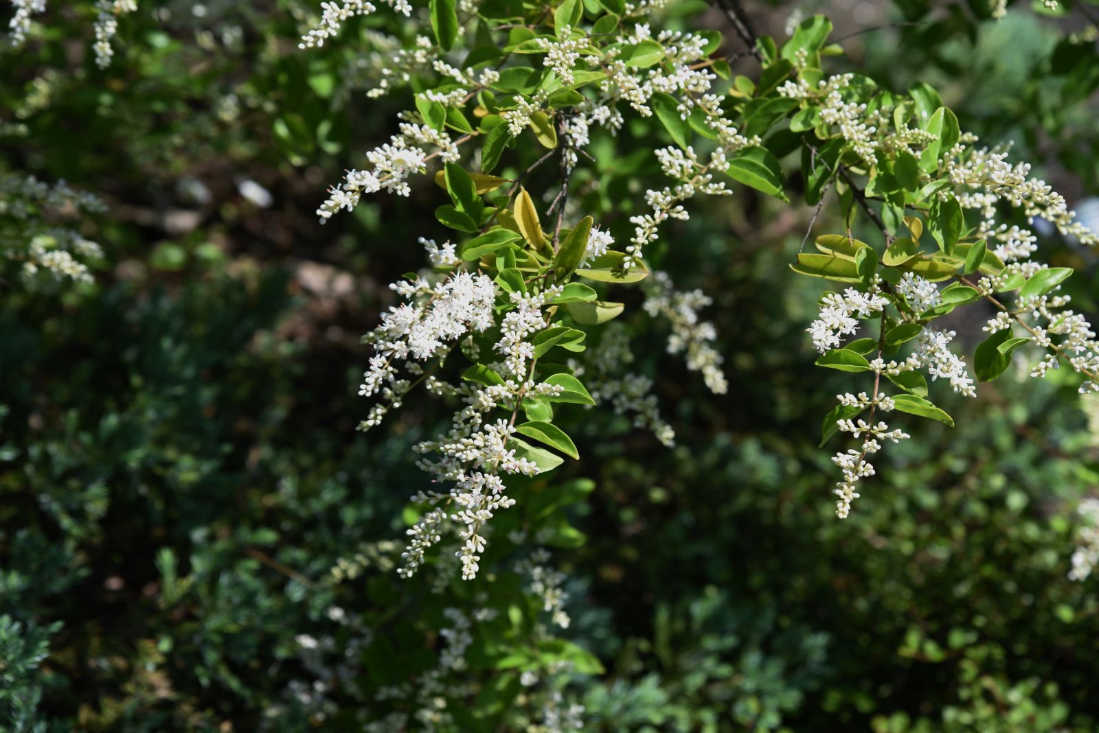 chinese privet