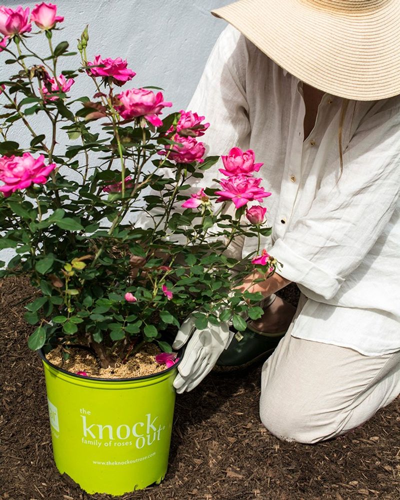 Grow Knock Out Roses For Reliable Heat Tolerance