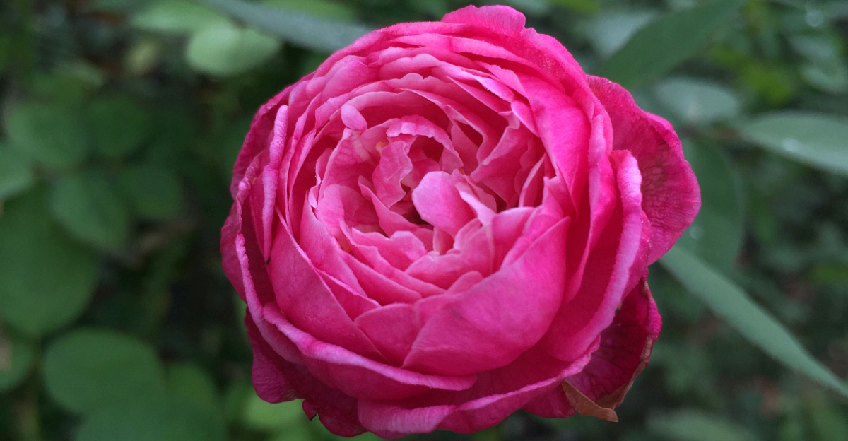 pink rose