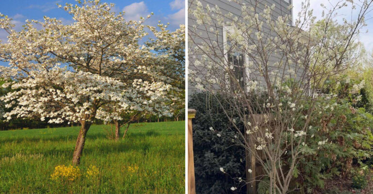 flowering dogwood and serviceberry