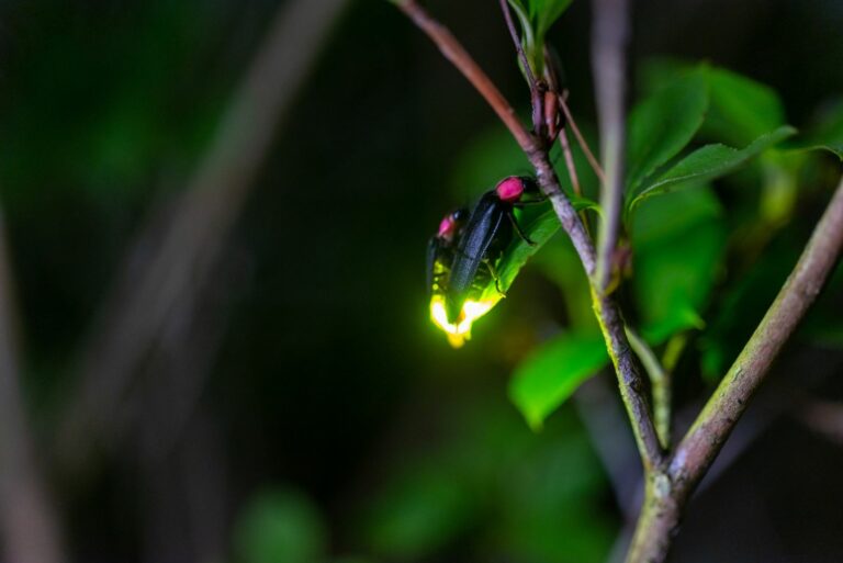 fireflies