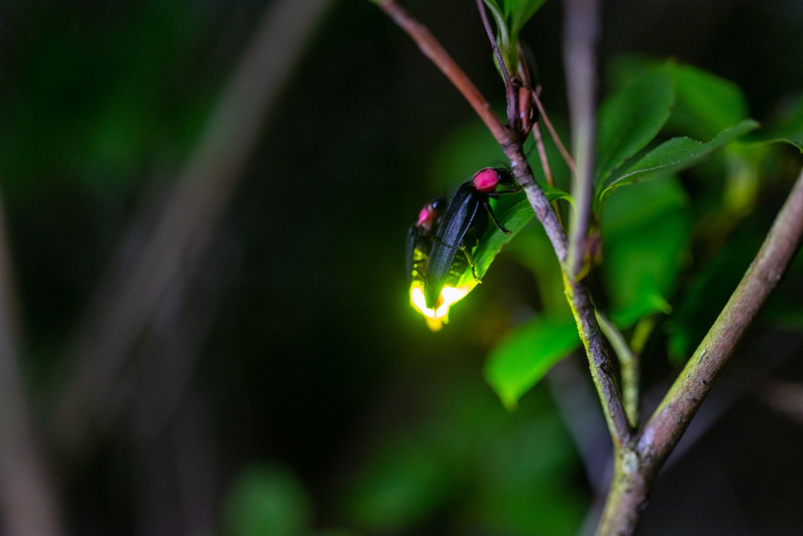 fireflies