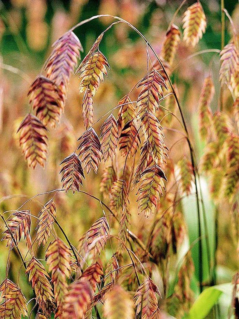 Inland Sea Oats