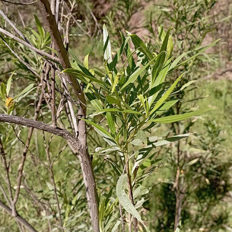 Hopbush Grows Quickly And Stays Dense Year Round