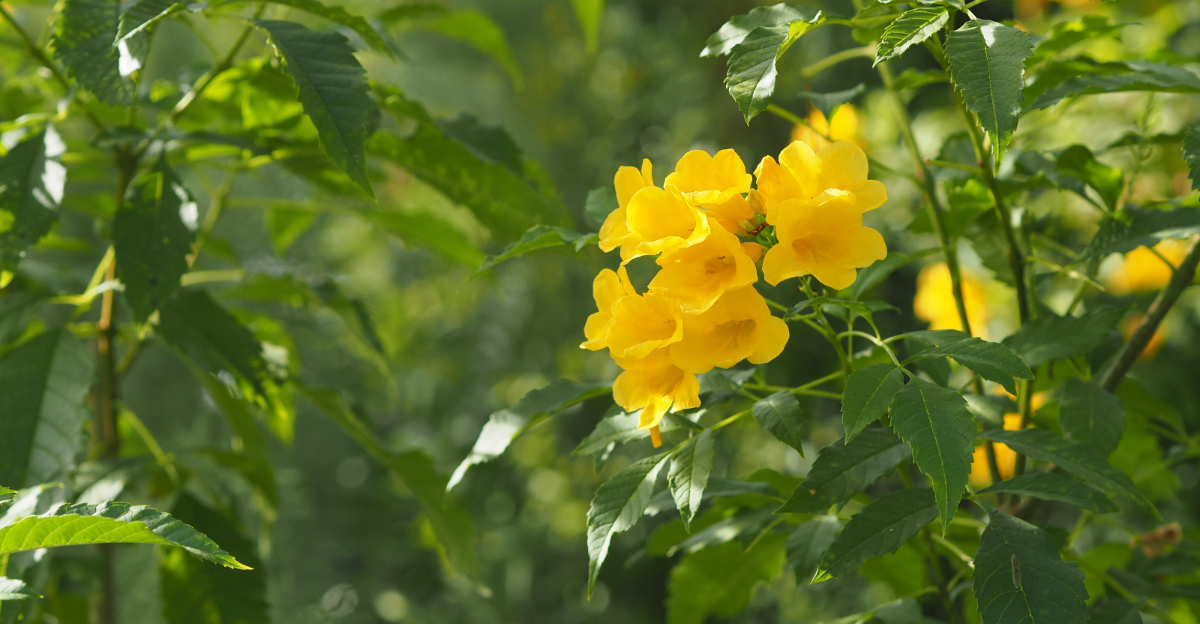 plant (featured image)