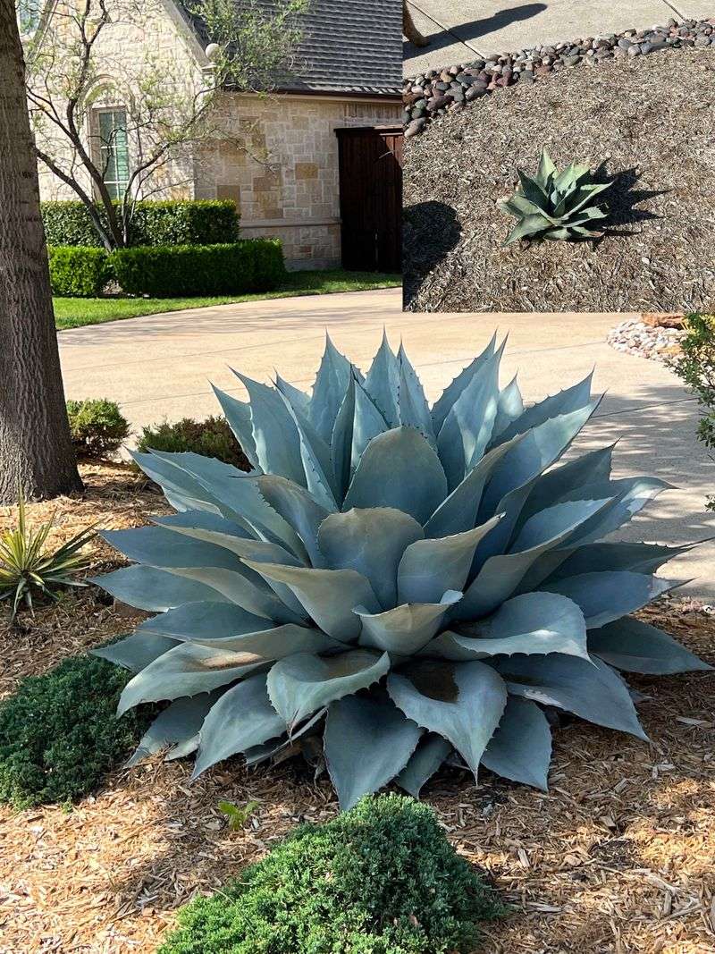 Agave Stores Water And Needs Very Little Care