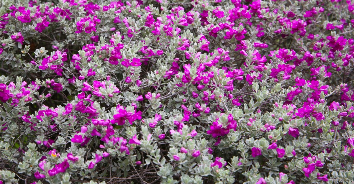 texas sage (featured image)