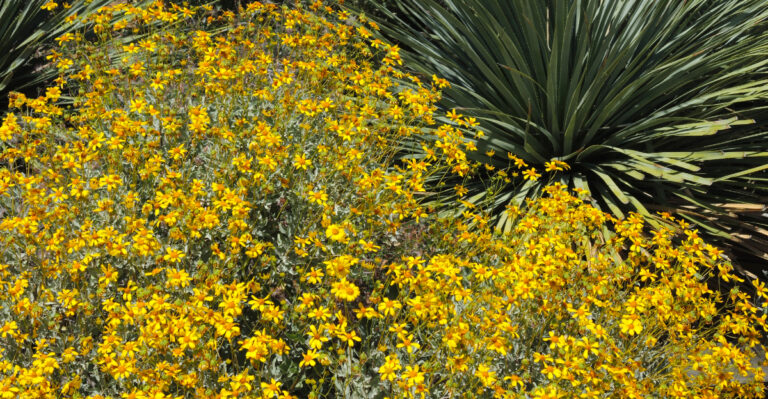 plant (featured image)