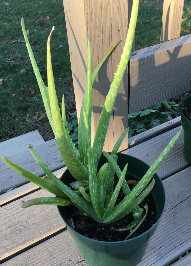 Aloe Vera Handles Heat And Needs Very Little Water