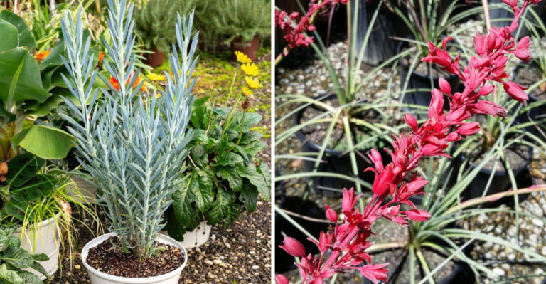 These Arizona Succulents Look Stunning In Pots And Stay Low Maintenance