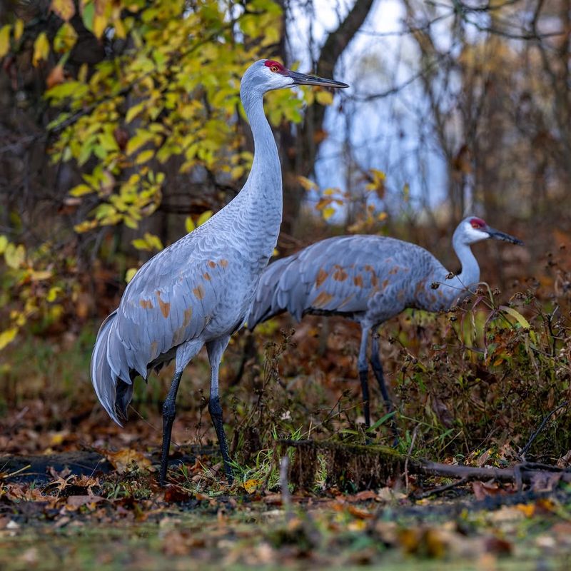 Quiet Yards With Less Disturbance Attract More Visits