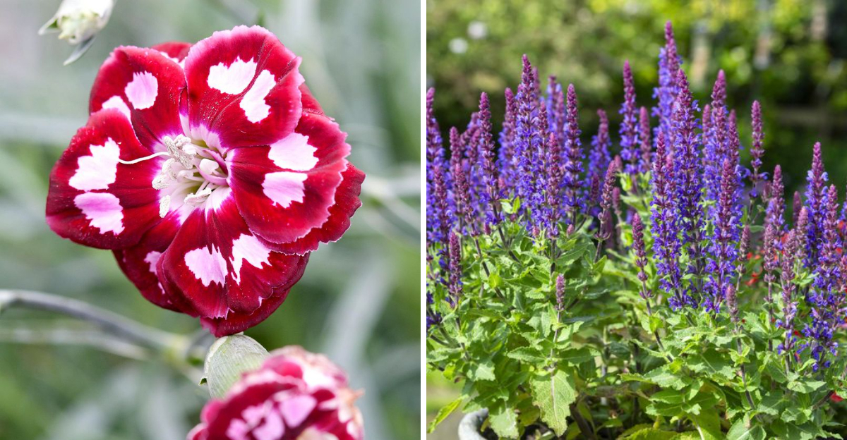 dianthus and salvia