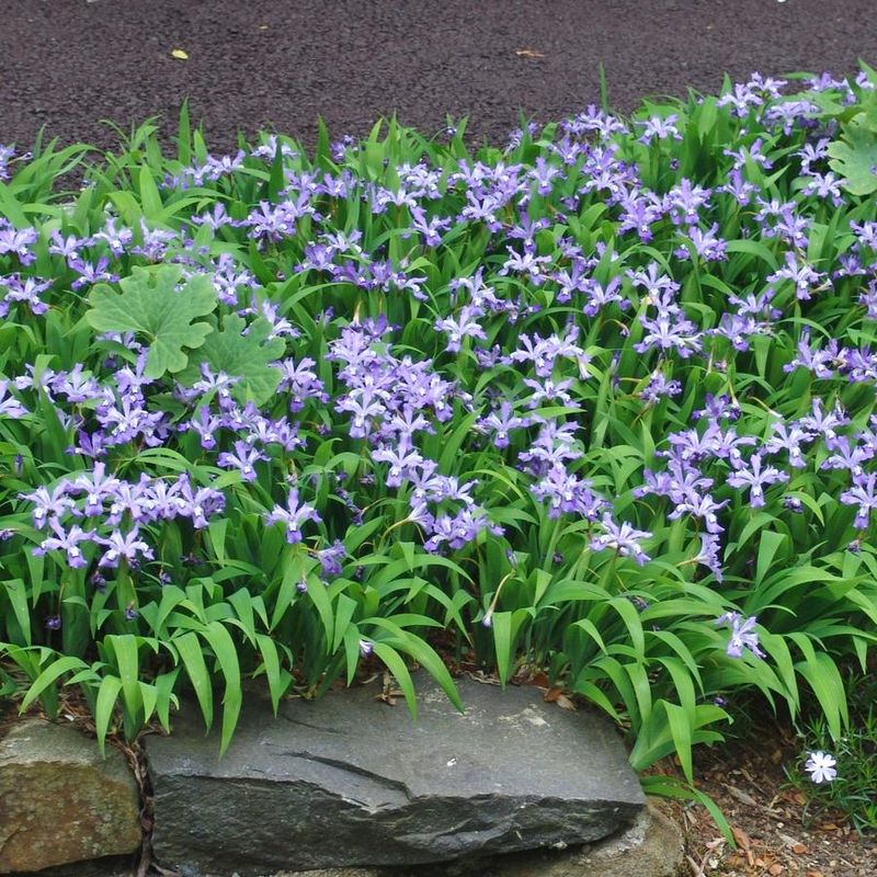 Dwarf Crested Iris Keeps Borders Low And Tidy