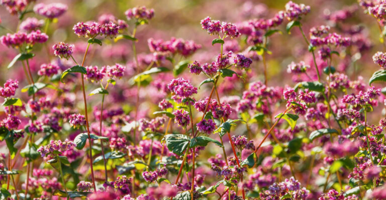 These California Front Yard Fillers Look Lush Without Running Up Your Water Bill