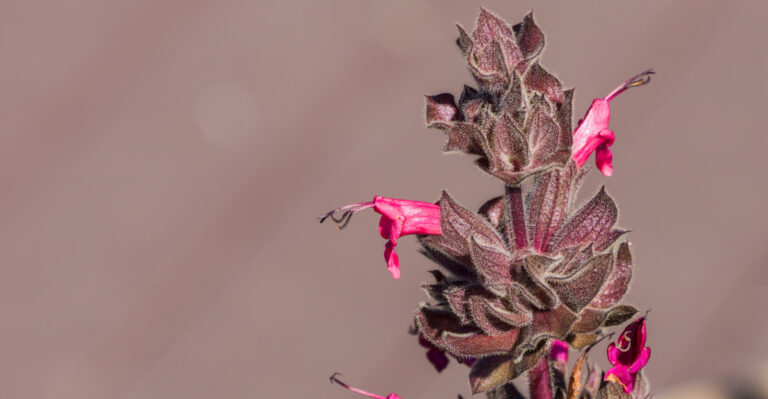 These California Native Plants Thrive Without Any Fertilizer