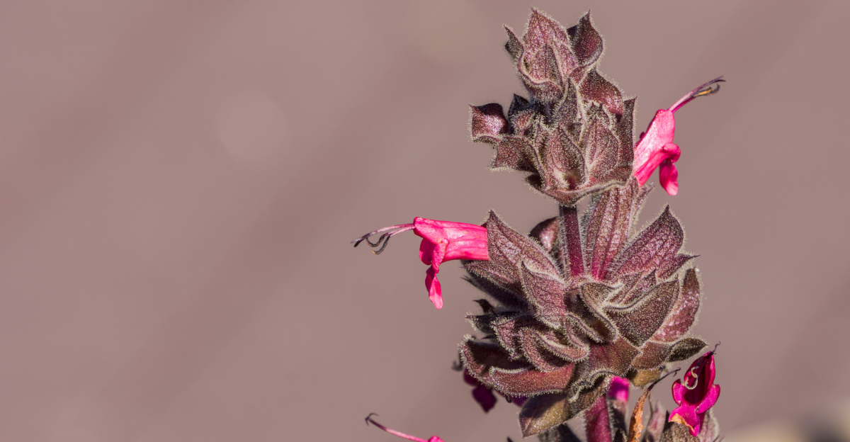 These California Native Plants Thrive Without Any Fertilizer