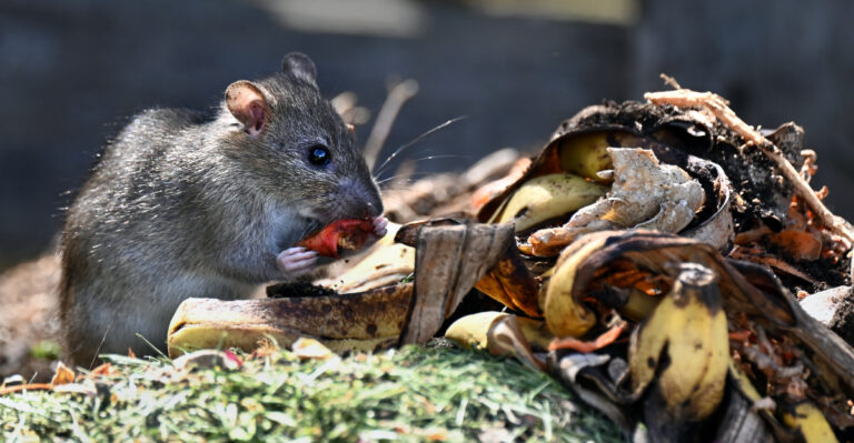 rat eats banana peel