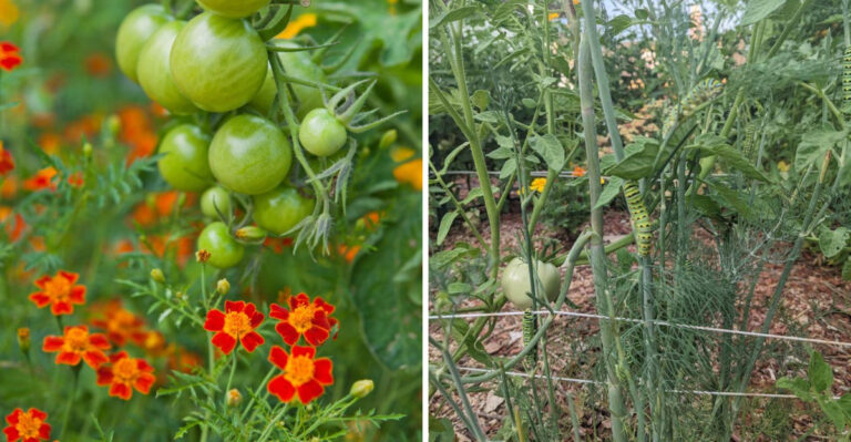 These Companion Plants Can Double Your Tomato Yields In North Carolina’s Humid Summers