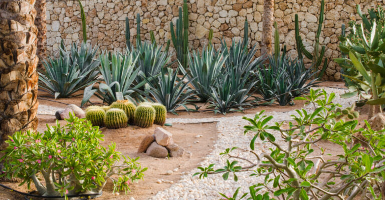 backyard (featured image)