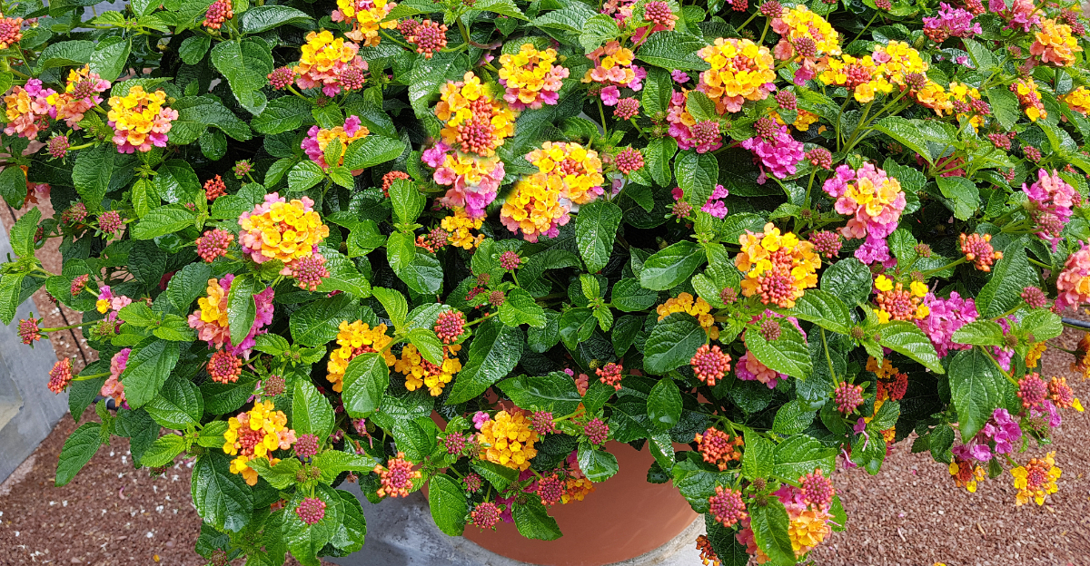 plants (featured image)