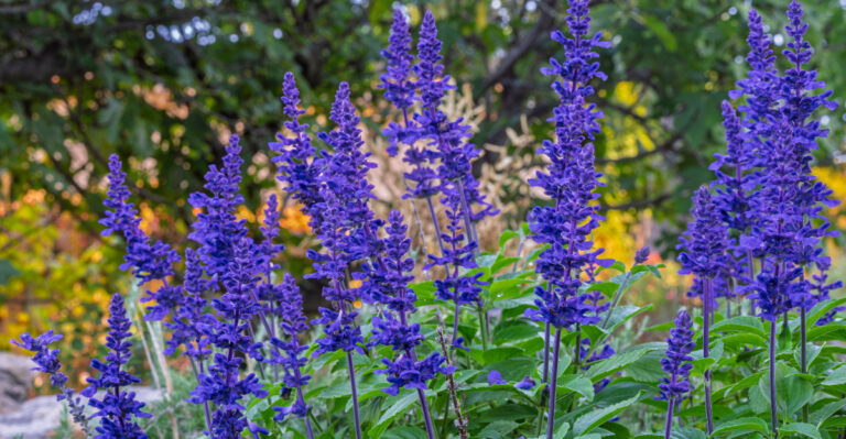 salvia
