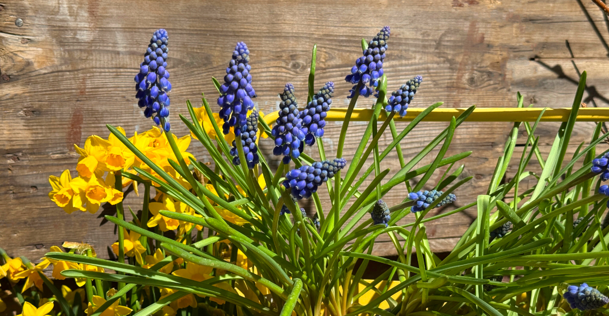 flowers (featured image)