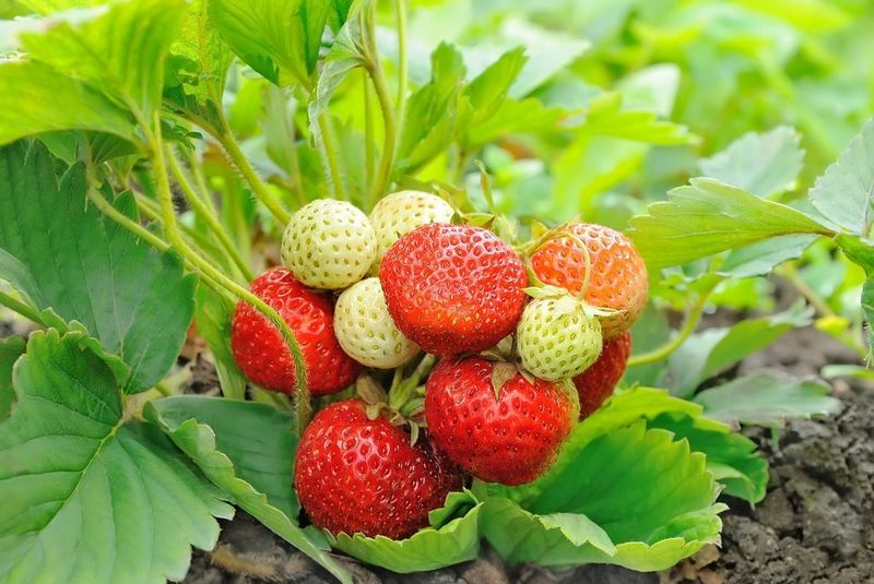 Everbearing Strawberries Start Producing Quickly