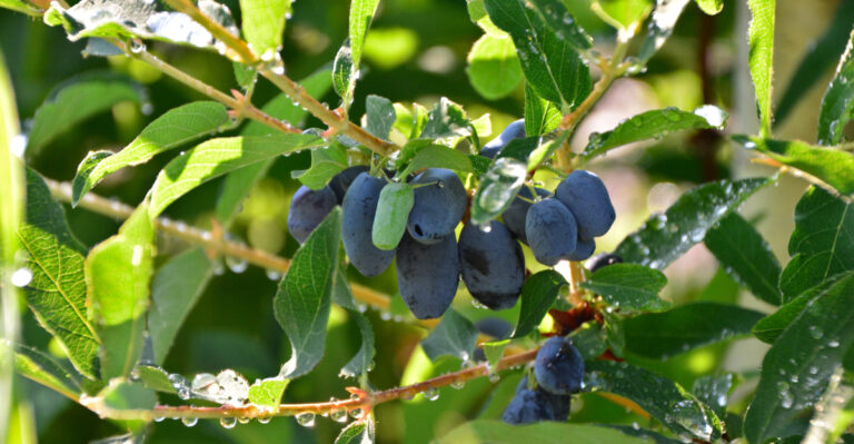 Honeyberries on a Branch