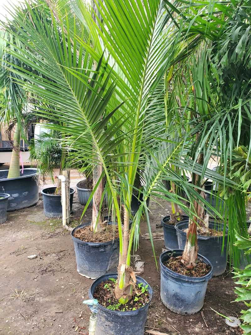 Queen Palms Benefit From April Feeding For Richer Green Fronds