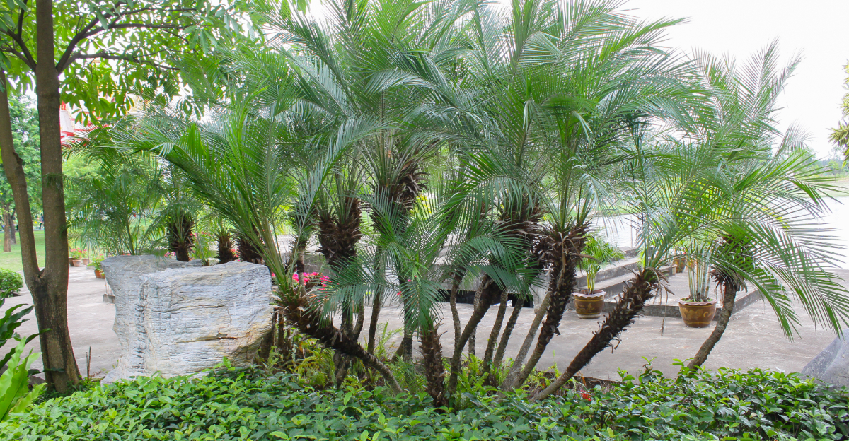 Pygmy Date Palm