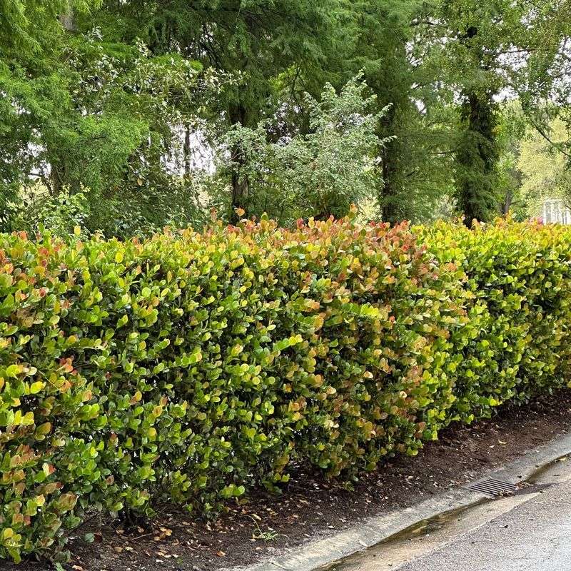 Turn Your Fence Line Into A Dense Green Screen With Cocoplum