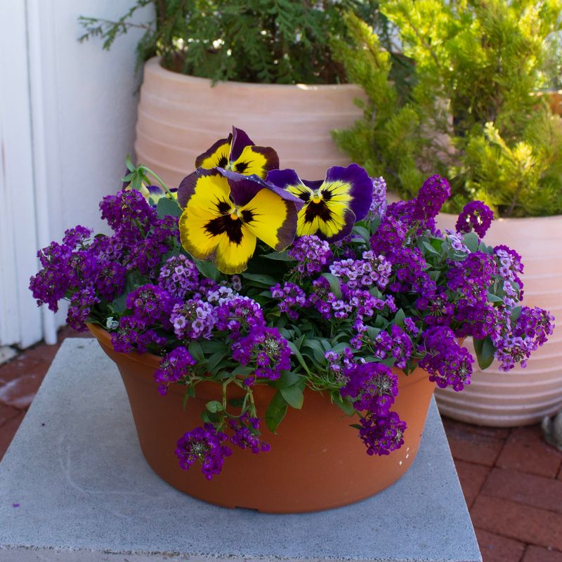 Pansies And Sweet Alyssum Make Pots Look Plush