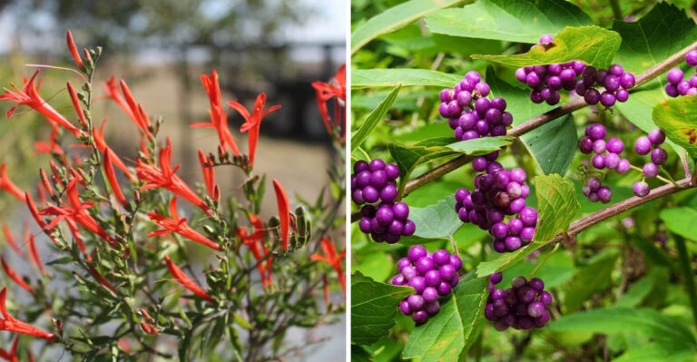 Flame Acanthus and American Beautyberry