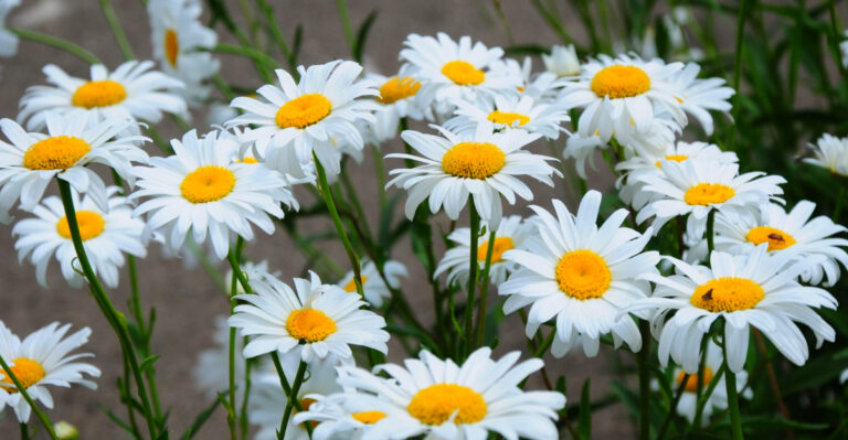 These Flowers Bloom Longer Than Most Perennials In Oregon