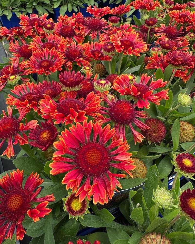 Blanket Flower Keeps Blooming Even In Dry, Low-Nutrient Soil