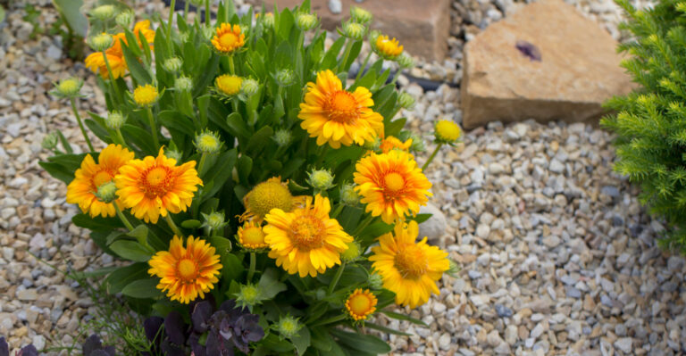 plant (featured image)