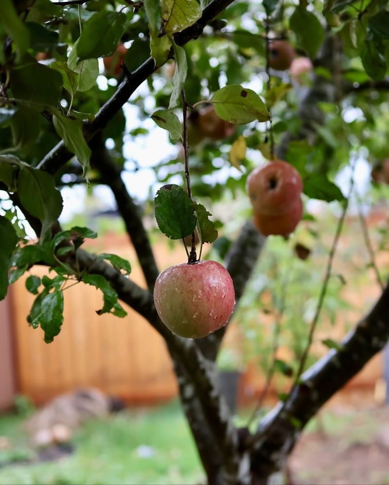 Apple Trees Use Early Nutrients To Support Strong Growth