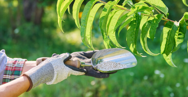 tree (featured image)