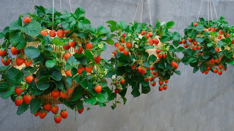 Strawberries Grow Well In Hanging Baskets