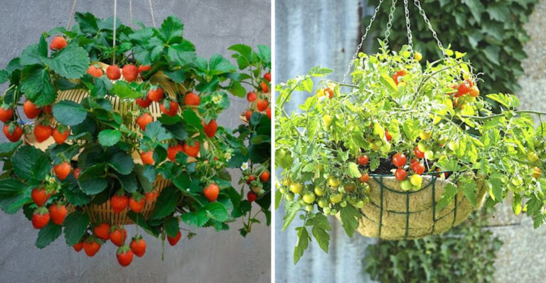 These Fruits And Veggies Handle Arizona Heat Well In Hanging Baskets