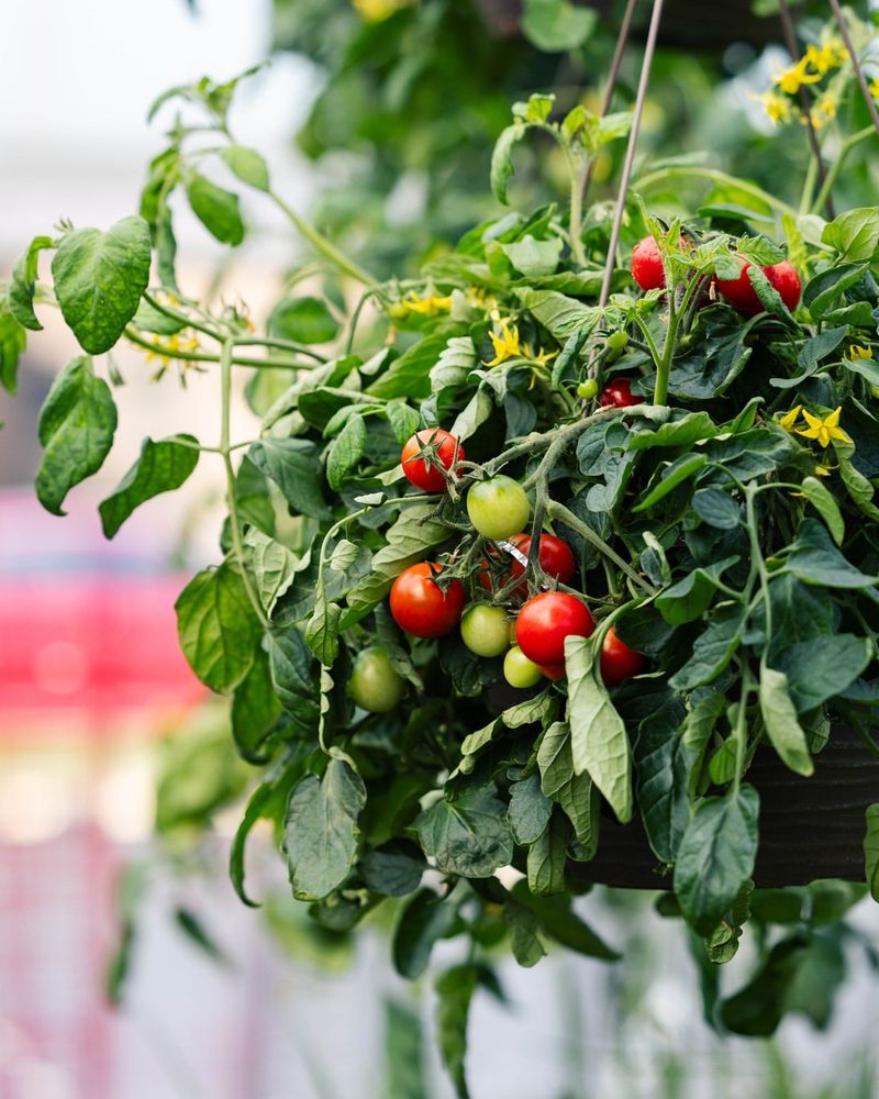 Cherry Tomatoes Grow Well In Hanging Setups