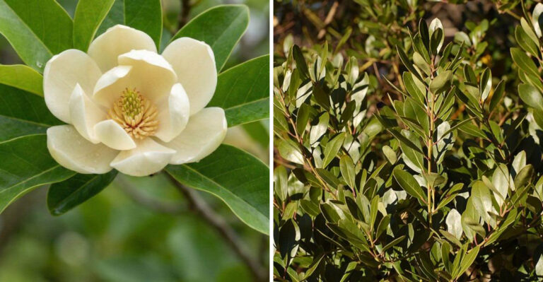 These Georgia Plants Create A Dense Privacy Screen Along Fences Faster Than You’d Think