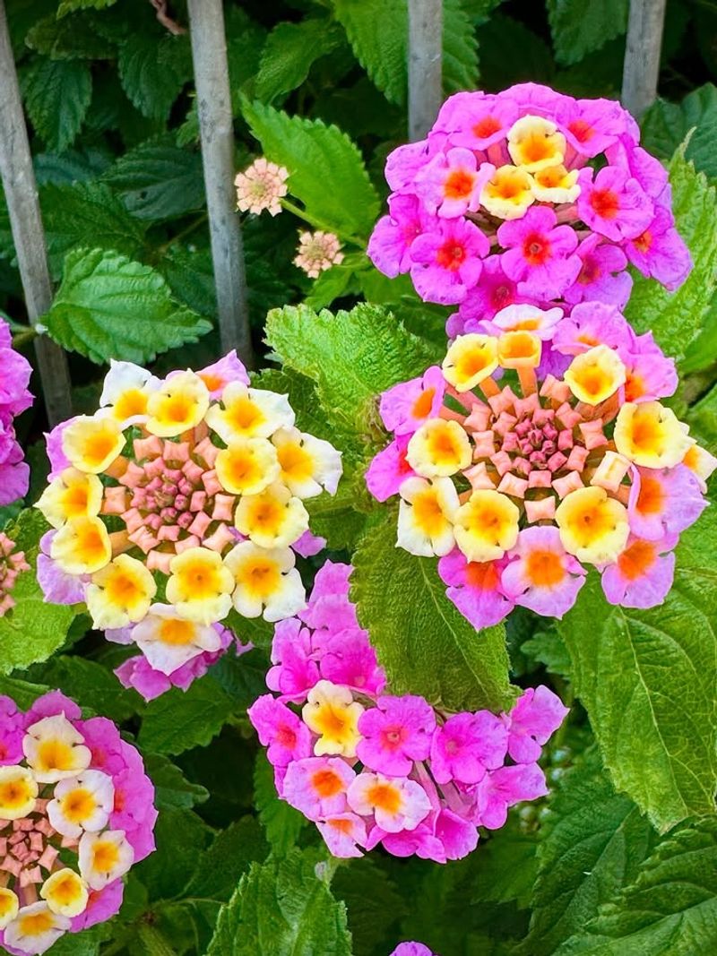 Lantana Stays Full And Colorful With Minimal Water