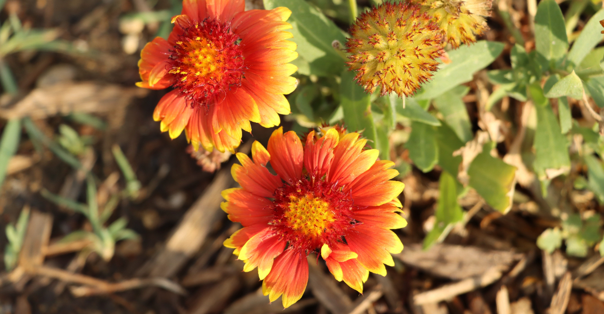 blanket flower (featured image)