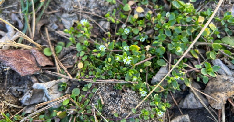 plants (featured image)