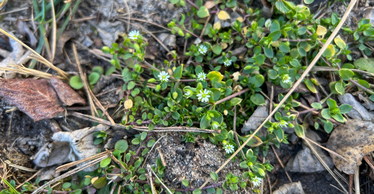 plants (featured image)