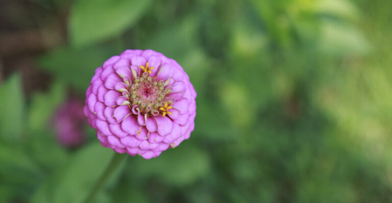 These Giant Zinnias Bring Big, Bold Blooms To California Gardens