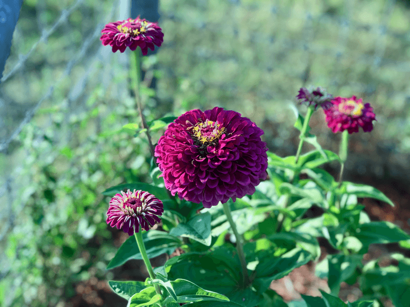 Choose The California Giant Zinnia