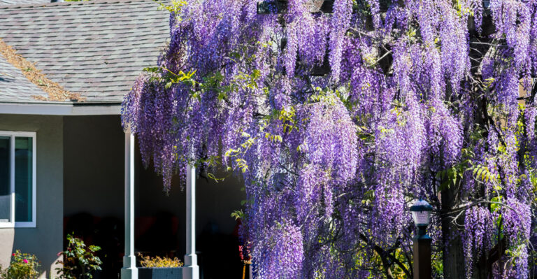 American wisteria (featured image)