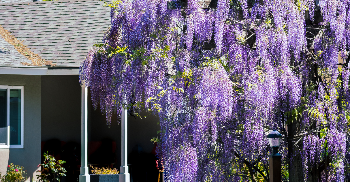 American wisteria (featured image)